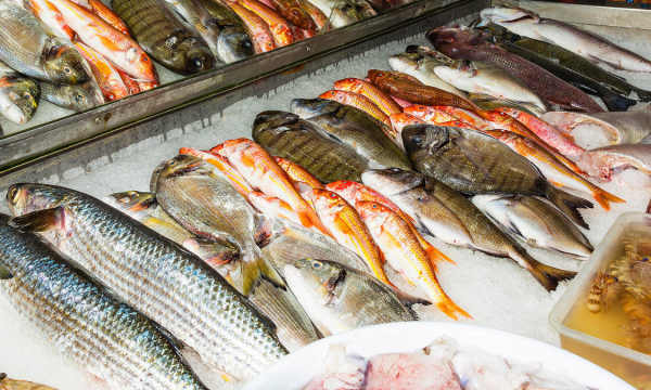 Для олигархов осетрина — еда нищих: готовы платить миллионы вот за какую рыбу