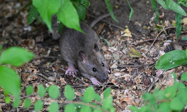 Дачникам подсказали изгоняющее крыс растение