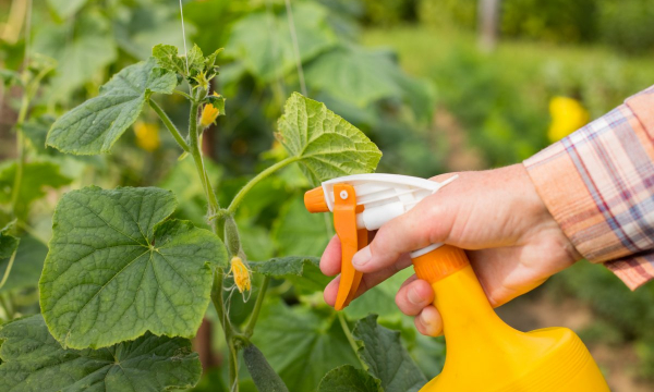 Добавьте в ведро воды стакан этого - и вы получите суперподкормку для огурцов: совет дачникам